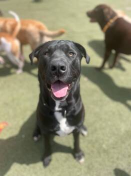 Labrador Retriever Dogs Available for Adoption in New York, New York - COLE | PetCurious