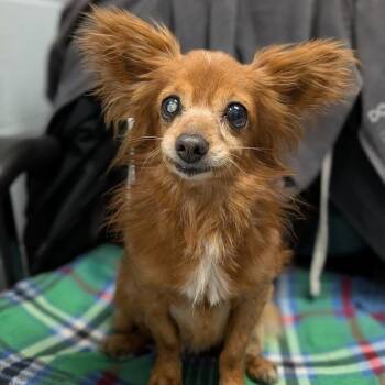 Mixed Breed Dogs Available for Adoption in West Olive, Michigan - Paco | PetCurious