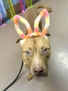 Pit Bull Terrier Dogs Available for Adoption - Bowen | PetCurious