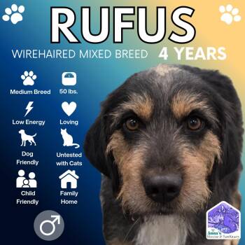 Rufus -  Wirehaired Pointing Griffon and Hound Dog for Adoption in Aurora, Ontario - Rufus | PetCurious