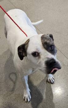 Pit Bull Terrier and Mixed Breed Dogs Available for Adoption in Greenfield, Indiana - Nova | PetCurious