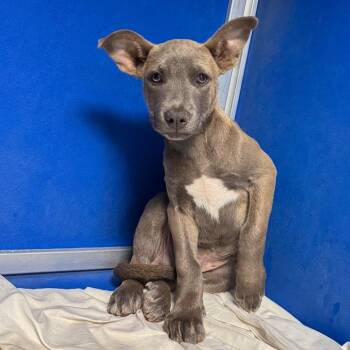 109560 -  Mixed Breed Dog for Adoption in Las Cruces, New Mexico - 109560 | PetCurious