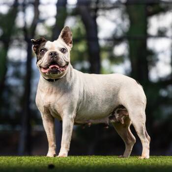 Star -  French Bulldog and Mixed Breed Dog for Adoption in Jupiter, Florida - Star | PetCurious