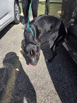 CHINO -  Labrador Retriever and Mixed Breed Dog for Adoption in Killeen, Texas - CHINO | PetCurious