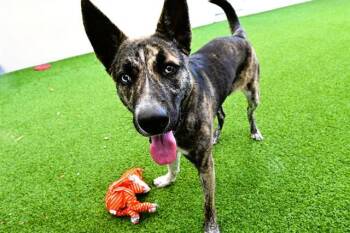 German Shepherd Dog and Siberian Husky Dogs Available for Adoption - DIOR | PetCurious