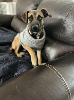 Rescue Belgian Shepherd Malinois and Shepherd Dogs for Adoption in Poway, California - Macchiato | PetCurious