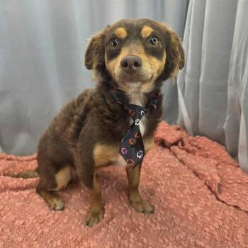 Chihuahua and Miniature Pinscher Dogs Available for Adoption in Foley, Alabama - Ryder | PetCurious