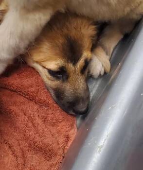 Blueberry -  Anatolian Shepherd and Mixed Breed Dog for Adoption in Kansas City, Missouri - Blueberry | PetCurious