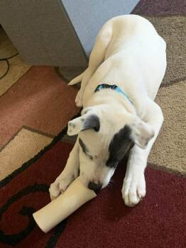 Mixed Breed Dogs Available for Adoption - Drew | PetCurious