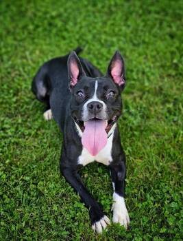 Cricket -  Staffordshire Bull Terrier and Boston Terrier Dog for Adoption in Bay City, Michigan - Cricket | PetCurious