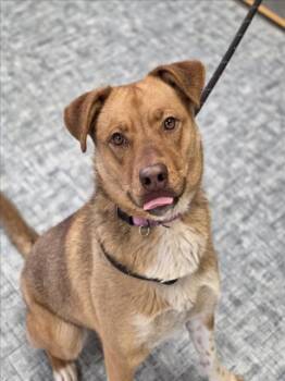 Australian Cattle Dog Blue Heeler and Mixed Breed Dogs Available for Adoption in Loveland, Colorado - SONRISA | PetCurious