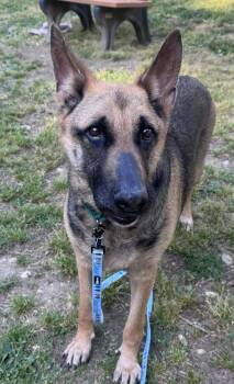 Suzie -  Mixed Breed Dog Available for Adoption in Alexandria, Virginia - Suzie | PetCurious