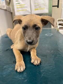 Ada -  German Shepherd Dog Dog for Adoption in Mobile, Alabama - Ada | PetCurious