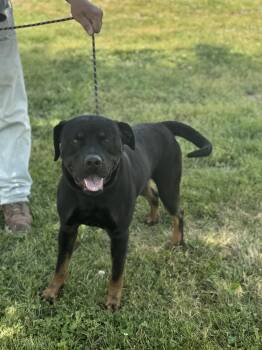 Rottweiler Dogs Available for Adoption in Maynardville, Tennessee - Rugar | PetCurious