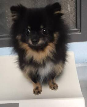 Pen 234 -  Pomeranian Dog for Adoption in Lawrenceville, Georgia - Pen 234 | PetCurious