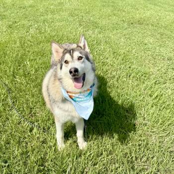 Rescue Husky Dogs for Adoption in Angleton, Texas - Crystel | PetCurious