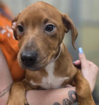 Kovu -  Labrador Retriever Dog for Adoption in Sioux City, Iowa - Kovu | PetCurious