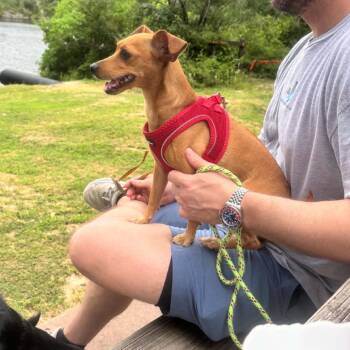 Maddie  *Arriving 8/22* D12135 -  Chihuahua and Jack Russell Terrier Dog for Adoption - Maddie  *Arriving 8/22* D12135 | PetCurious