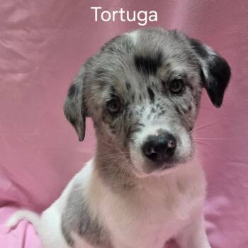 Tortuga - Coming Soon! -  Mixed Breed Dog for Adoption in Naperville, Illinois - Tortuga - Coming Soon! | PetCurious