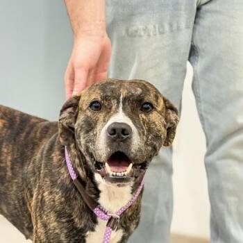 Pit Bull Terrier and Mixed Breed Dogs Available for Adoption - Sir - 2 | PetCurious