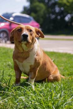 Rocky -  Basset Hound and Corgi Dog for Adoption in Stillwater, Oklahoma - Rocky | PetCurious