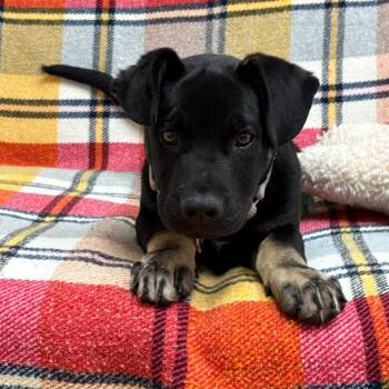 Neptune -  Shepherd and American Bulldog Dog for Adoption in Goleta, California - Neptune | PetCurious