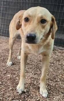 Bonnie -  Labrador Retriever Dog for Adoption in Austin, Texas - Bonnie | PetCurious
