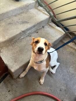 Archie -  Terrier Dog for Adoption in Marietta, Georgia - Archie | PetCurious