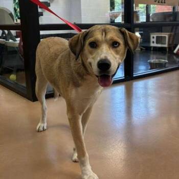 Powder (SPONSORED) -  Mixed Breed Dog for Adoption in Gadsden, Alabama - Powder (SPONSORED) | PetCurious