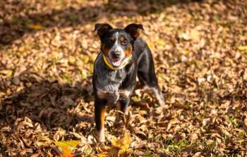 Australian Cattle Dog Blue Heeler and Australian Shepherd Dogs Available for Adoption - Sabrina | PetCurious