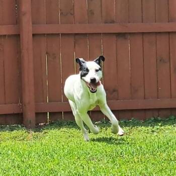 Trisha 06-1013 -  Catahoula Leopard Dog and Jack Russell Terrier Dog for Adoption in Covington, Georgia - Trisha 06-1013 | PetCurious