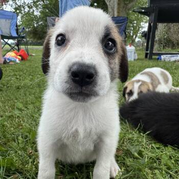 Morrigan -  Saint Bernard Dog for Adoption in Russiaville, Indiana - Morrigan | PetCurious