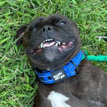 Mojo -  Mixed Breed Dog for Adoption in Philadelphia, Pennsylvania - Mojo | PetCurious