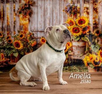 Rescue Pit Bull Terrier Dogs for Adoption in Oak Ridge, Tennessee - Amelia | PetCurious