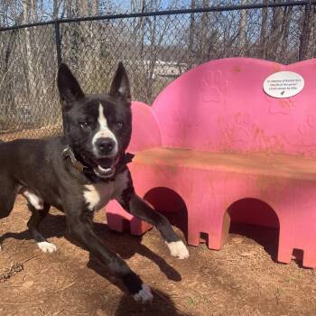 Oreo -  Akita and Mixed Breed Dog for Adoption in Lynchburg, Virginia - Oreo | PetCurious