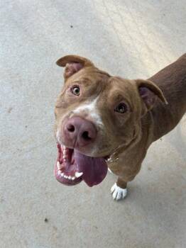 RUSTY -  Pit Bull Terrier Dog for Adoption in Charlotte, North Carolina - RUSTY | PetCurious