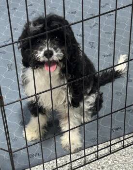 Cavapoo Dogs Available for Adoption in Antwerp, Ohio - Cookie. 6.8 Lbs  | PetCurious