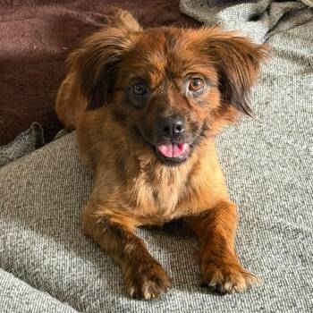 Shih Tzu and Dachshund Dogs Available for Adoption in Grand Bay, Alabama - Trooper | PetCurious