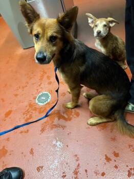 Mixed Breed Dogs Available for Adoption - Kiwi | PetCurious