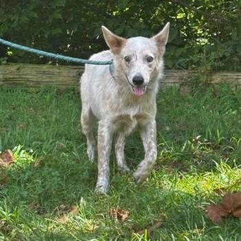 Brie -  Cattle Dog and Mixed Breed Dog for Adoption in Lynchburg, Virginia - Brie | PetCurious