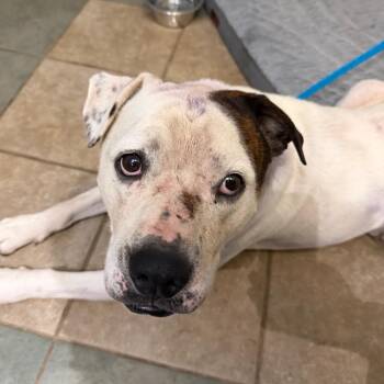 Duke -  Mixed Breed Dog for Adoption in Chattanooga, Tennessee - Duke | PetCurious
