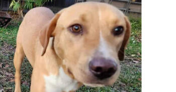 Rescue Labrador Retriever Dogs for Adoption in Greater Northdale, Florida - Tucker Lake | PetCurious