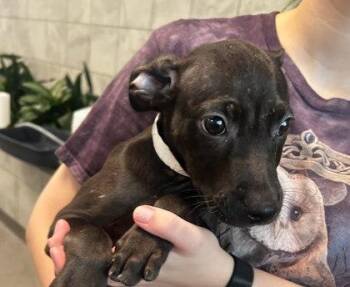 Twilight -  Mixed Breed Dog for Adoption in Munster, Indiana - Twilight | PetCurious