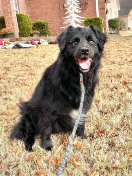 Rescue Mixed Breed Dogs for Adoption in Tunica, Mississippi - Benjamin Bonded With Emma | PetCurious