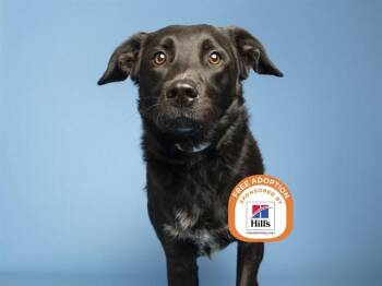CHEWY -  Labrador Retriever Dog for Adoption in Phoenix, Arizona - CHEWY | PetCurious