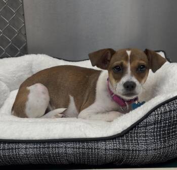 Chihuahua Dogs Available for Adoption in Wantagh, New York - Dasha | PetCurious