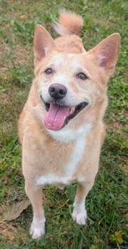 GINSU -  Australian Cattle Dog Blue Heeler and Mixed Breed Dog for Adoption in Akron, Ohio - GINSU | PetCurious