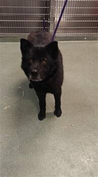 Mixed Breed Dogs Available for Adoption in Santa Fe, New Mexico - A174770 | PetCurious