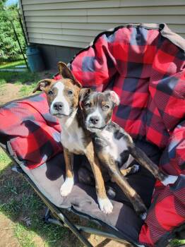 Reba -  Terrier and Boxer Dog for Adoption in Cottage Grove, Minnesota - Reba | PetCurious