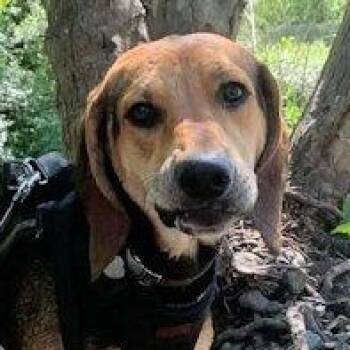 Black And Tan Coonhound Dogs Available for Adoption - Bodhi (CA) | PetCurious